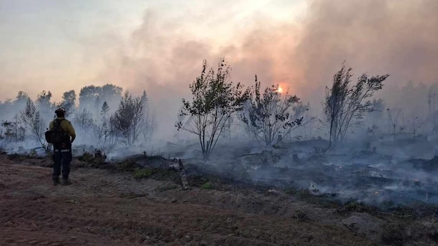 Des arbres entourés de fumée, un pompier devant regarde le feu.