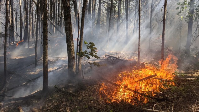 La saison des feux de forêt commence au Nouveau-Brunswick