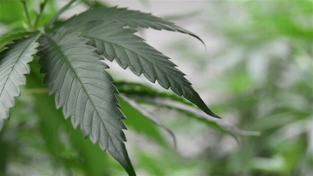 Photo d'une feuille de canabis