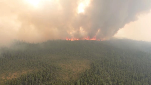 Des flammes s'élèvent au-dessus de la forêt et créent un panache de fumée.