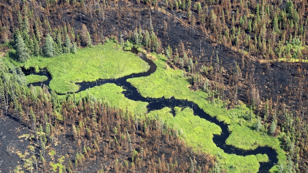 Un ruisseau continue de s'écouler au cœur d'une zone brûlée par un feu de forêt près de Lebel-sur-Quevillon, en juin 2023.