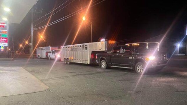 Deux remorques d'animaux tirées par des pick-up.