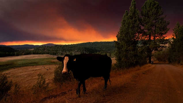 Feux de forêt : de nombreuses fermes parmi les zones évacuées