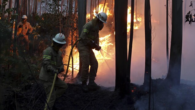 Des pompiers tentent d'éteindre le brasier dans cette forêt du centre du Portugal. Des pompiers tentent d'éteindre le brasier dans cette forêt du centre du Portugal.