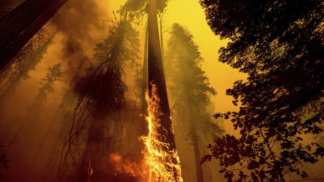 Des arbres géants sont en flammes et entourés de fumée noire.
