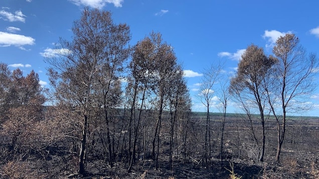 Des arbres qui ont été brûlés par les feux de forêt. 