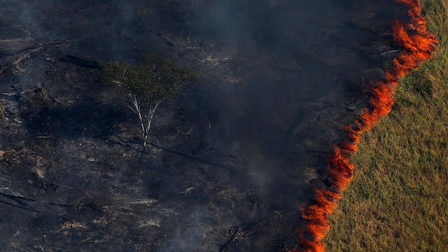 Une zone de forêt est détruite par le feu.