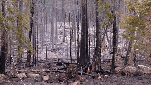 La forêt après un incendie.