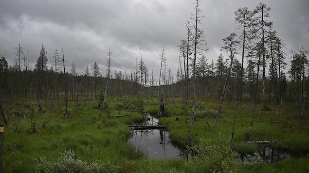 A peatland-swamp in North East Finland, near Kapyla, on October 25, 2023. Finland has approximately 9 million hectares of peatlands, covering about almost a third of the total land area.