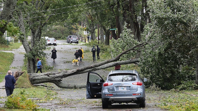 Un arbre bloque la circulation sur la rue Roslyn à Halifax, après le passage de la tempête Fiona, le samedi 24 septembre 2022.
