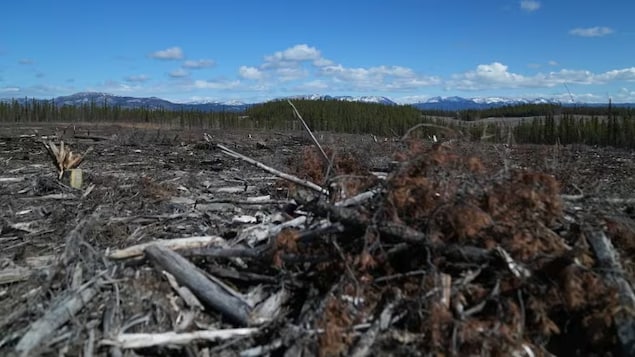 Burned wood lies on the terrain. 