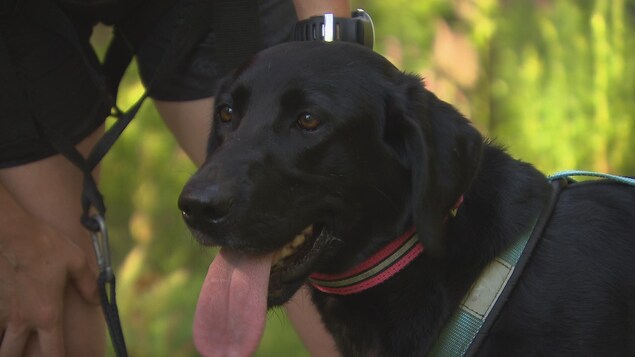 Flare, une labrador noire de deux ans et demi, participera au championnat mondial en Pologne avec sa maîtresse, Geneviève Baril Flare, une labrador noire de deux ans et demi, participera au championnat mondial en Pologne avec sa maîtresse, Geneviève Baril