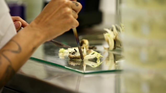 Gros plan sur des manipulations en laboratoire. Gros plan sur des manipulations en laboratoire.