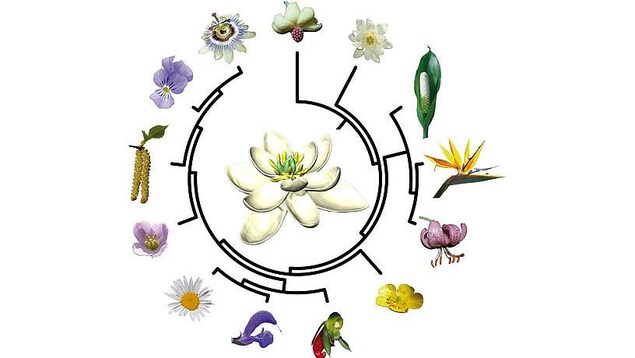 Arbre évolutif des plantes à fleurs Arbre évolutif des plantes à fleurs