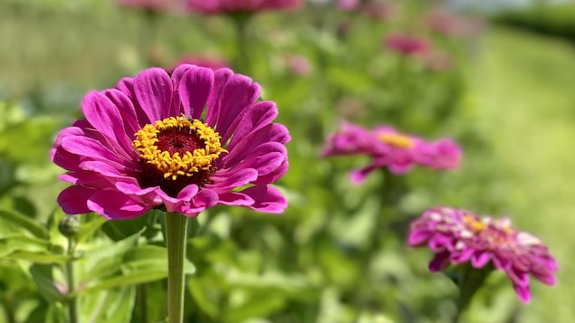 Une fleur.