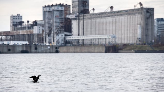 Un canard nage sur le fleuve Saint-Laurent à Montréal.