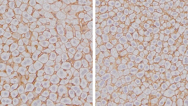 Chez la souris, la taille des cellules hépatocytes atteint son maximum à la fin de la nuit (droite) et son minimum à la fin de la journée (gauche). Chez la souris, la taille des cellules hépatocytes atteint son maximum à la fin de la nuit (droite) et son minimum à la fin de la journée (gauche).