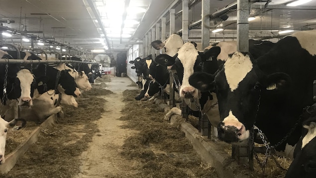 Les Producteurs de lait du Québec satisfaits de l’aide financière annoncée par Ottawa