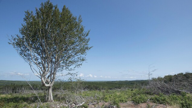 Projet de loi sur l’environnement : des Néo-Écossais en demandent plus