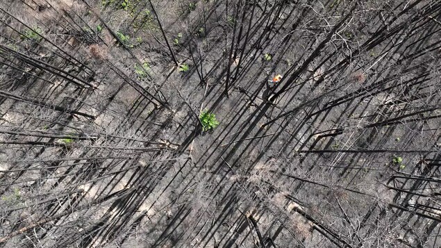 What the trees in Canada are telling us.