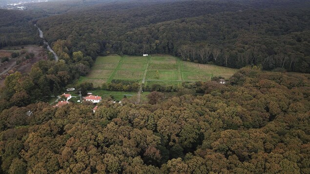 Vue aérienne d'une forêt. Vue aérienne d'une forêt.
