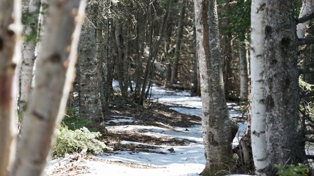 Légère augmentation de la récolte annuelle de bois permise au Bas-Saint-Laurent