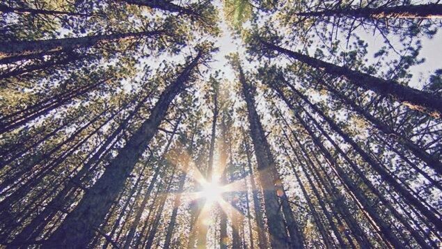 Des arbres vus en contre-plongée. Des arbres vus en contre-plongée.
