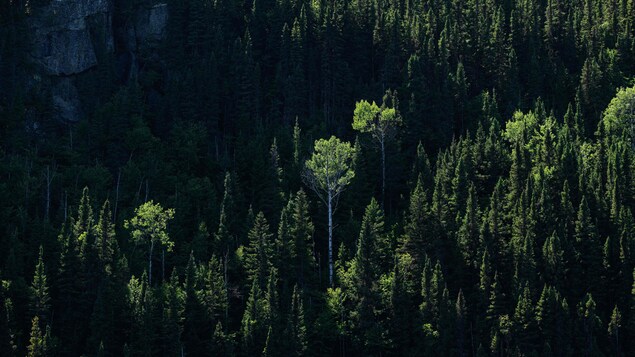 Vue des airs de la forêt boréale de la Haute-Côte-Nord, près de Baie-Comeau