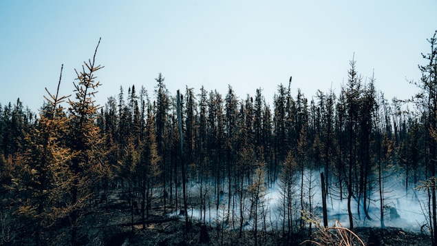 De la fumée blanche se dégage après un incendie dans une forêt près de la localité de Chapais, dans le Nord-du-Québec.