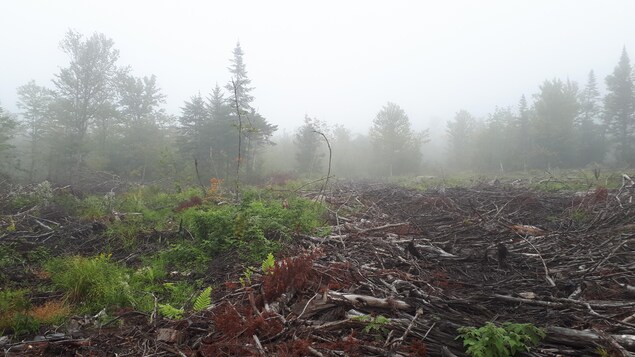 Quelques morceaux de bois jonchent le sol après une coupe forestière.