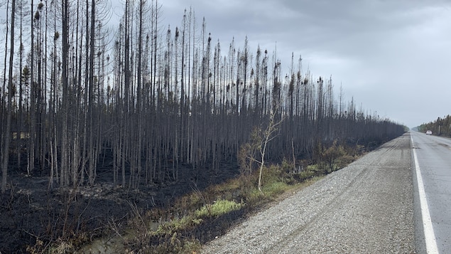Ce qu'il reste d'une forêt après le passage du feu.