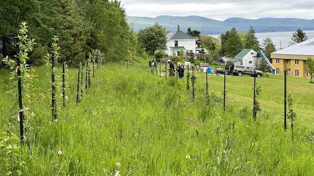 Une forêt nourricière pour approvisionner les étudiants de Gaspé