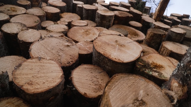 Des billots de bois.