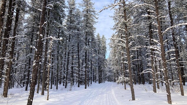 Une pétition pour protéger la forêt Racine-Vauvert à Dolbeau-Mistassini