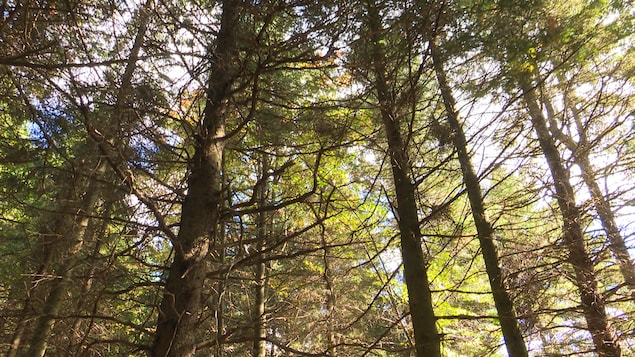 La Ville de Mont-Carmel au Bas-Saint-Laurent attend avec impatience que Québec lance la création de forêts de proximité.