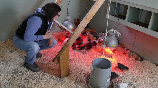 Une femme dans un poulailler observe des poussins. Une femme dans un poulailler observe des poussins.