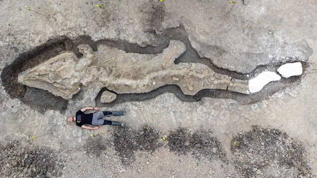 Un homme se tient couché près du fossile d’un Temnodontosaurus trigonodon. 