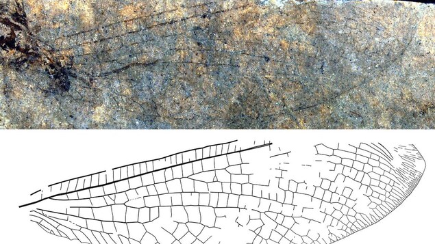 Le fossile d'une aile d'insecte apparaît sur une roche.