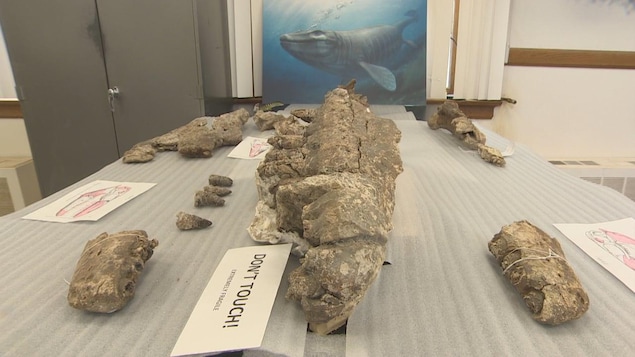 Sur une table, plusieurs parties d'un fossiles sont exposées les unes à côté des autres.