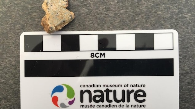 Dent placée au dessus de la carte du Musée canadien de la nature pour donner une idée de l'ordre de grandeur. La dent aux bords irréguliers fait à peu près un centimètres et demi de large et deux centimètres de hauteur. Dent placée au dessus de la carte du Musée canadien de la nature pour donner une idée de l'ordre de grandeur. La dent aux bords irréguliers fait à peu près un centimètres et demi de large et deux centimètres de hauteur.