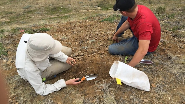Deux personnes sont assises sur un versant d'une colline. Il tiennent de petites pelles dans leurs mains. Deux personnes sont assises sur un versant d'une colline. Il tiennent de petites pelles dans leurs mains.