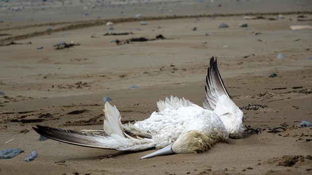 Des milliers d’oiseaux seraient morts de la grippe aviaire au cap St. Mary’s