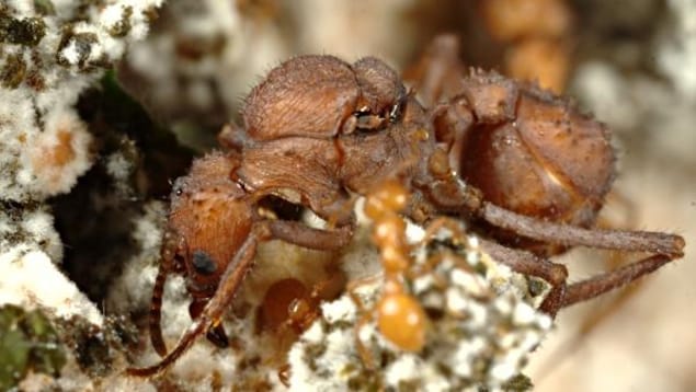 Une fourmi de l'espèce Acromyrmex echinatior.