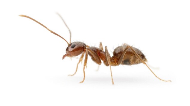 Un antidote naturel contre une espèce invasive de fourmis aux États-Unis