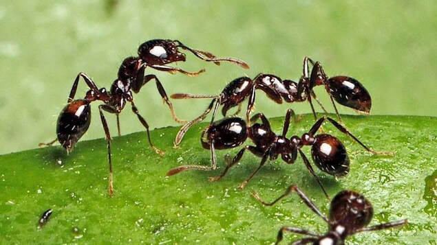 Des Solenopsis richteri sur une feuille.