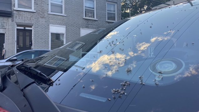 Des fourmis volantes agglutinées sur le pare-brise d'une voiture.