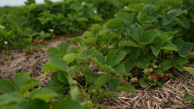 Des fraises dans un champs.
