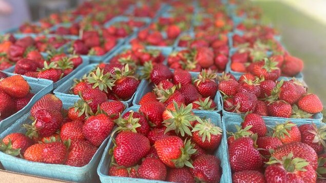 Les fraises se laissent quelque peu désirer dans la Péninsule acadienne