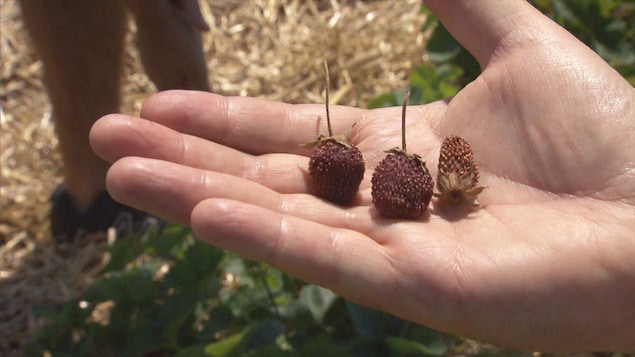 Des fraises séchées dans la mains d'une cueilleuse. Des fraises séchées dans la mains d'une cueilleuse.