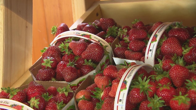 Prix agressifs en épicerie : des producteurs de fraises mécontents